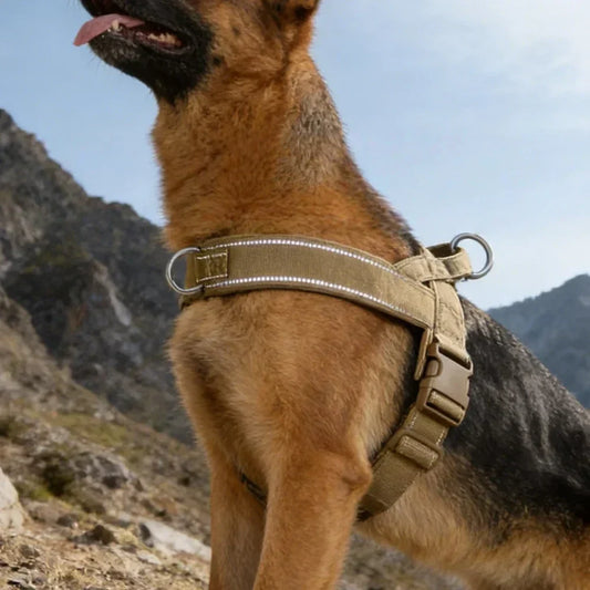 Dog walking with a no-pull harness