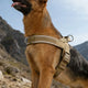 Leash or Harness: Which to Choose Based on How Your Dog Walks