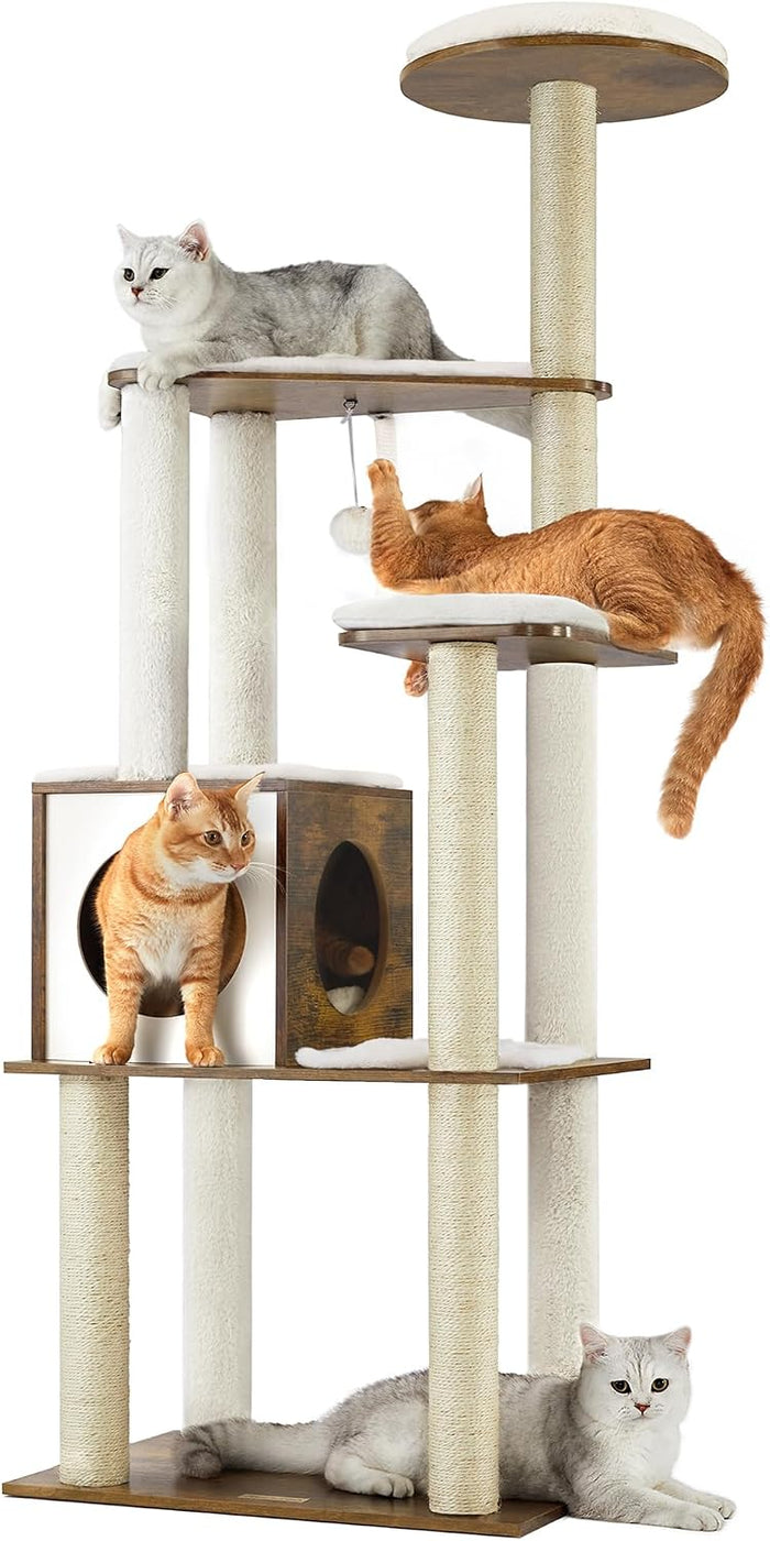 Cats 🐱