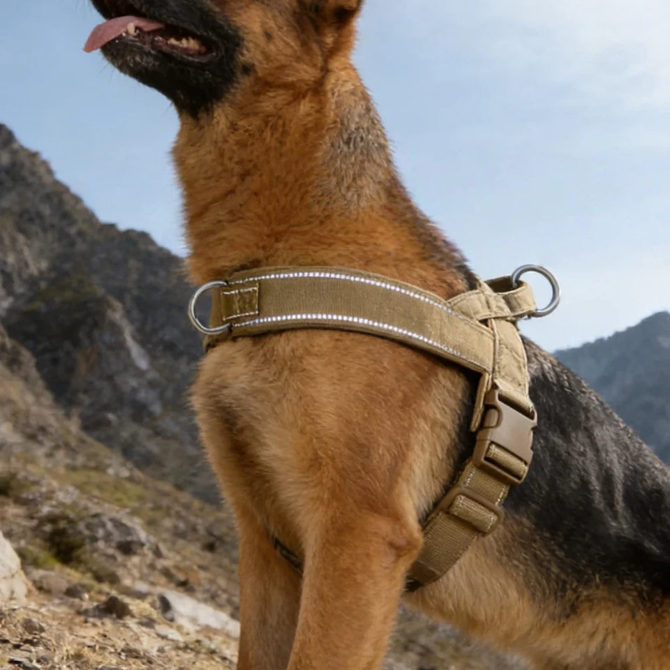 MundoPeludo! padded and adjustable no-pull dog harness on a brown dog in a mountain setting.
