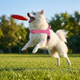 White dog jumping to catch a red frisbee while wearing a pink MundoPeludo! no-pull harness.