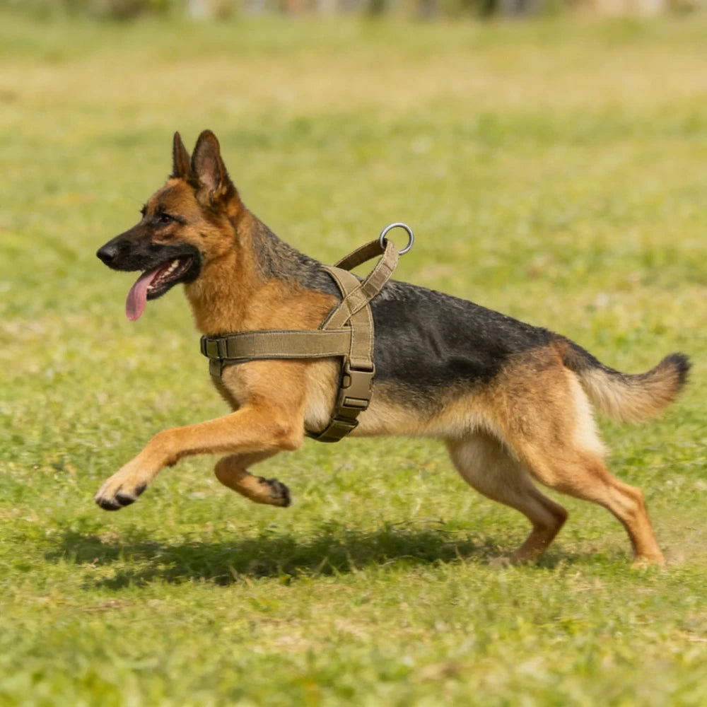 No-pull dog harness, dual chest and back clip